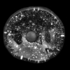Glass flower black and white - FC21